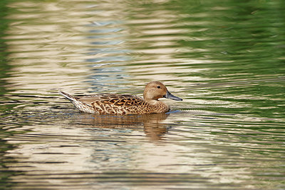 BUITEN BEELD Foto: 356825