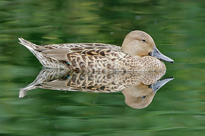 BUITEN BEELD Foto: 356830
