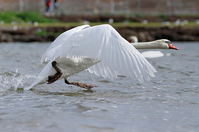 BUITEN BEELD Foto: 356838