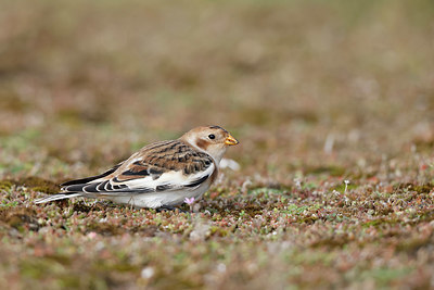 BUITEN BEELD Foto: 356853