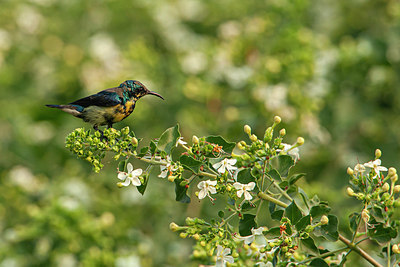 BUITEN BEELD Foto: 356856