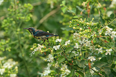 BUITEN BEELD Foto: 356857