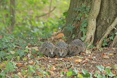 BUITEN BEELD Foto: 356872