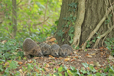 BUITEN BEELD Foto: 356873