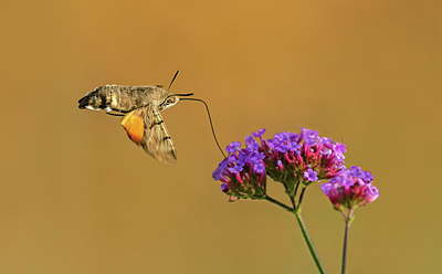 BUITEN BEELD Foto: 356875