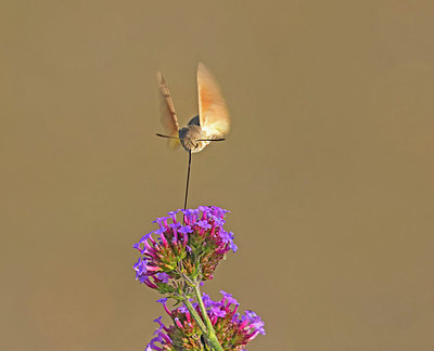 BUITEN BEELD Foto: 356877
