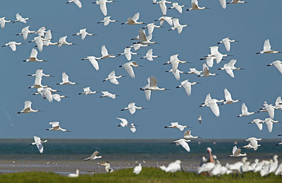 BUITEN BEELD Foto: 356905