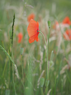 BUITEN BEELD Foto: 356929
