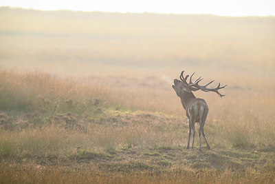 BUITEN BEELD Foto: 356950