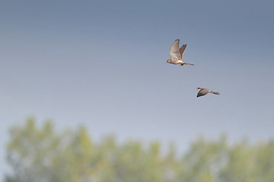 BUITEN BEELD Foto: 356953