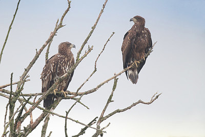 BUITEN BEELD Foto: 356955