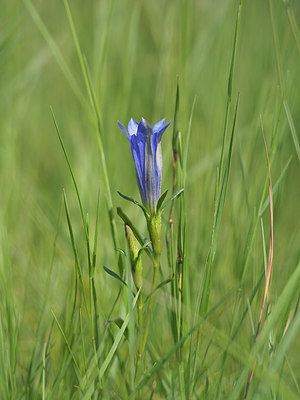 BUITEN BEELD Foto: 356990