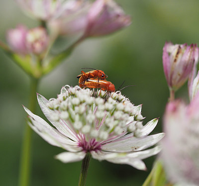 BUITEN BEELD Foto: 357002