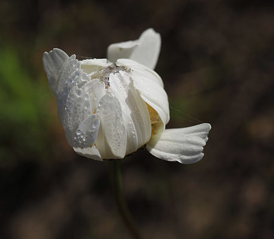 BUITEN BEELD Foto: 357039