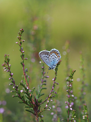 BUITEN BEELD Foto: 357063