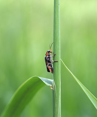 BUITEN BEELD Foto: 357065