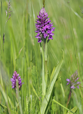 BUITEN BEELD Foto: 357129
