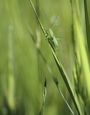 BUITEN BEELD Foto: 357228