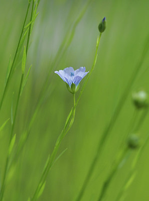 BUITEN BEELD Foto: 357242