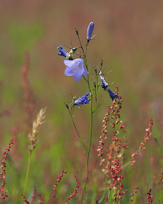 BUITEN BEELD Foto: 357248