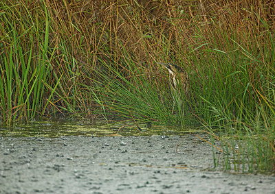 BUITEN BEELD Foto: 357261