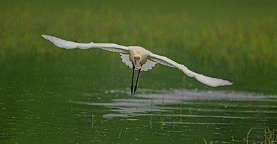 BUITEN BEELD Foto: 357263