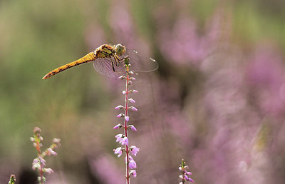 BUITEN BEELD Foto: 357280