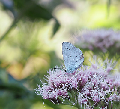 BUITEN BEELD Foto: 357281