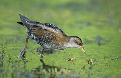 BUITEN BEELD Foto: 357285