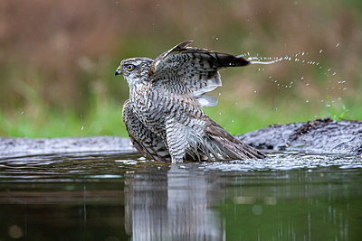 BUITEN BEELD Foto: 357289