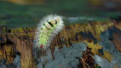 BUITEN BEELD Foto: 357298