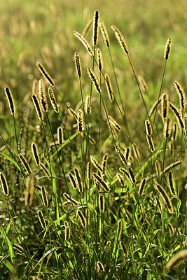 BUITEN BEELD Foto: 357353