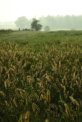 BUITEN BEELD Foto: 357356