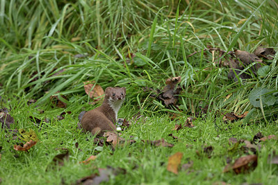 BUITEN BEELD Foto: 357364