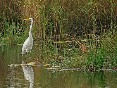 BUITEN BEELD Foto: 357365