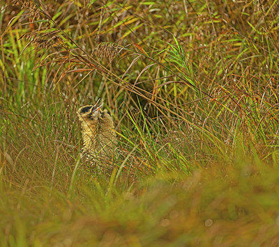 BUITEN BEELD Foto: 357366