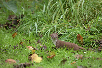 BUITEN BEELD Foto: 357376