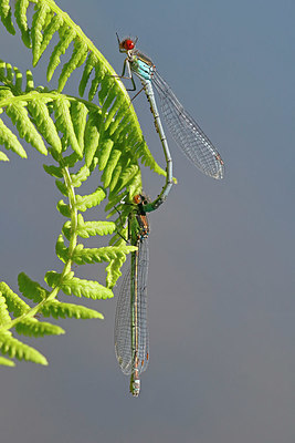 BUITEN BEELD Foto: 357381