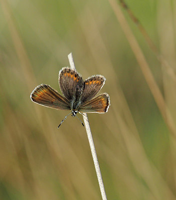 BUITEN BEELD Foto: 357431