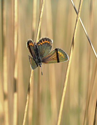 BUITEN BEELD Foto: 357438