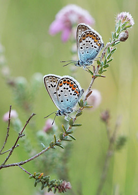 BUITEN BEELD Foto: 357440