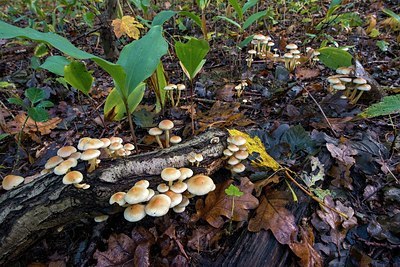 BUITEN BEELD Foto: 357447