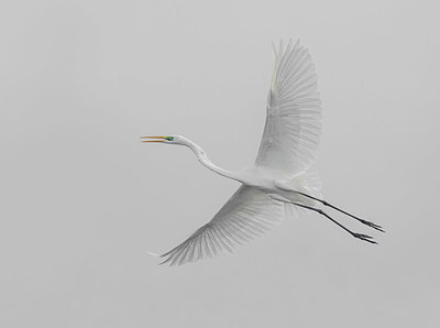BUITEN BEELD Foto: 357452