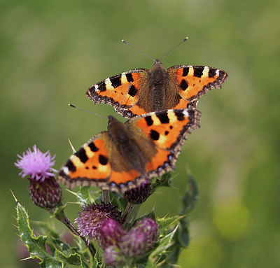 BUITEN BEELD Foto: 357458