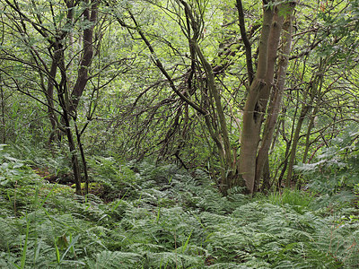 BUITEN BEELD Foto: 357462