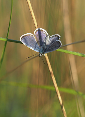 BUITEN BEELD Foto: 357478