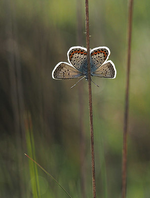 BUITEN BEELD Foto: 357480