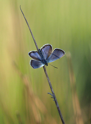 BUITEN BEELD Foto: 357482