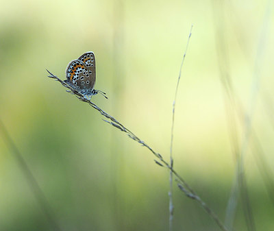 BUITEN BEELD Foto: 357488