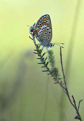 BUITEN BEELD Foto: 357489